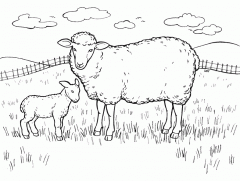 Раскраски овца
