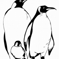 Раскраска Пингвин