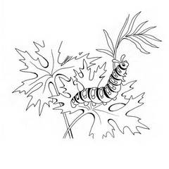 Раскраски Гусеница - распечатать бесплатно