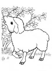 Раскраска овца - распечатать бесплатно