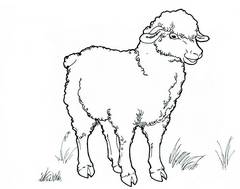 Раскраска овца - распечатать бесплатно