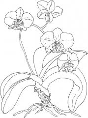 Раскраска Орхидея