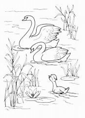 Раскраска Лебедь
