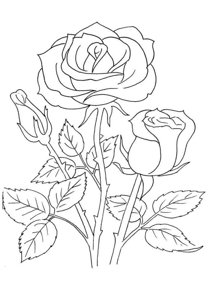 Раскраски Розы распечатать