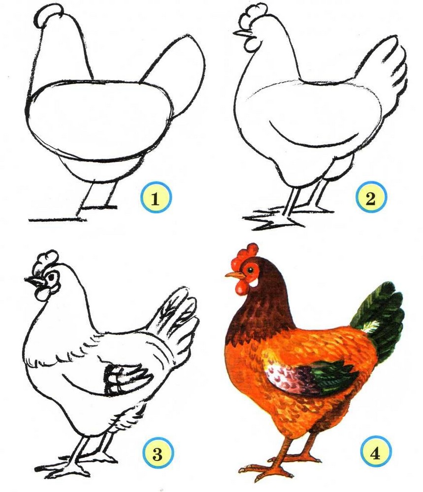 Нарисовать курицу поэтапно