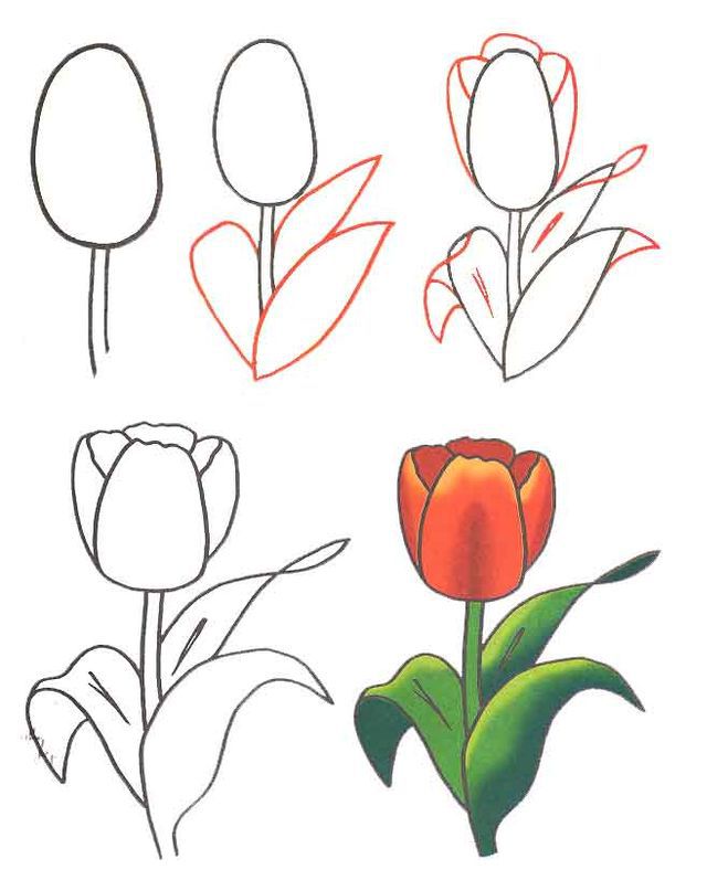 Как нарисовать тюльпан