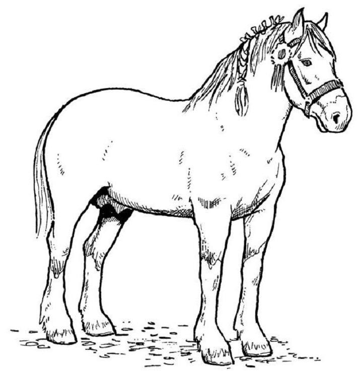 Раскраска лошадь распечатать