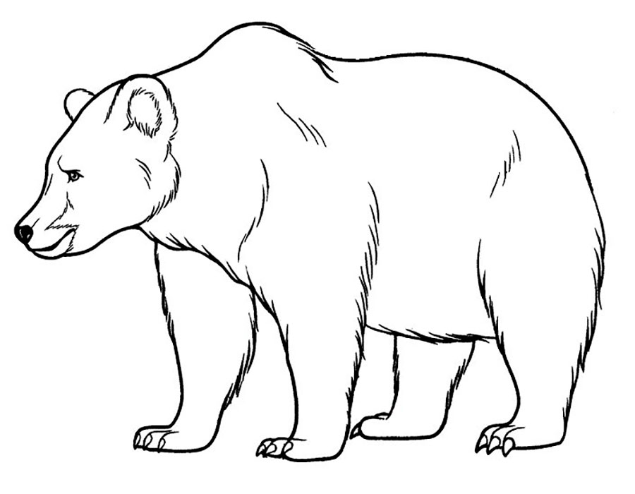 Раскраска медведь распечатать