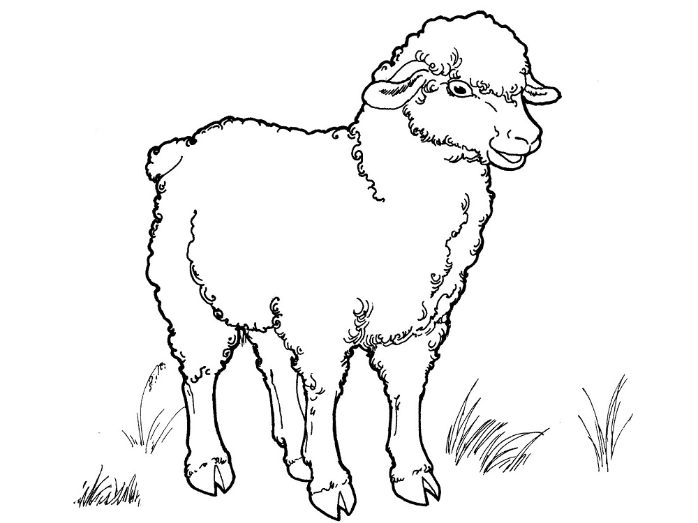 Раскраска овца распечатать