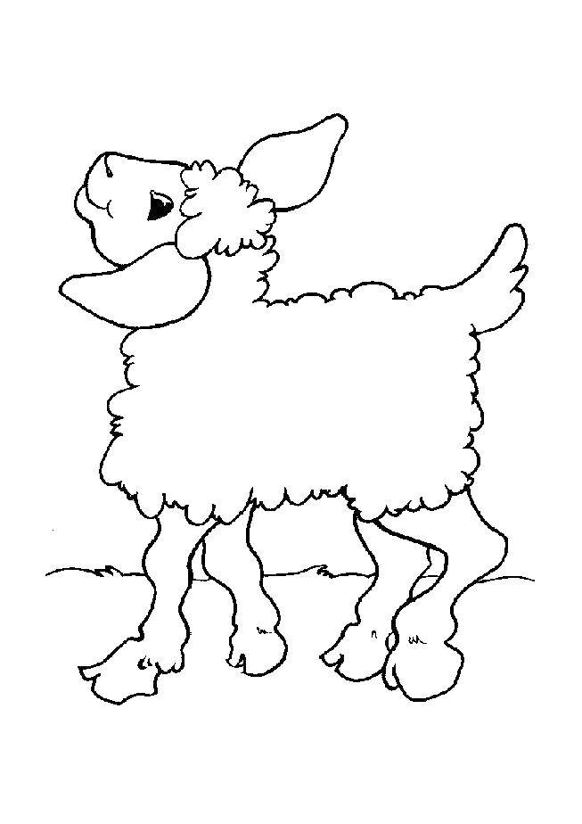 Раскраска овца распечатать