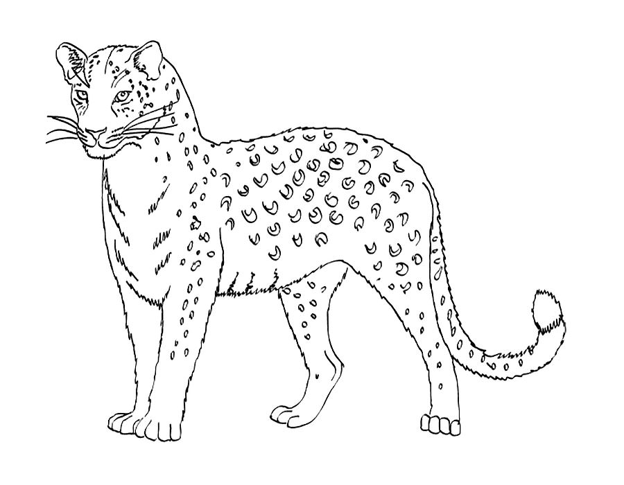 Леопард раскраска распечатать