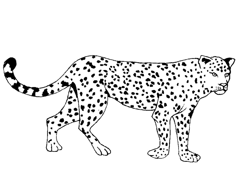 Леопард раскраска распечатать